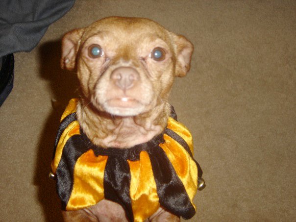 Malibu can't do the red dress run but she still wanted her picture taken.