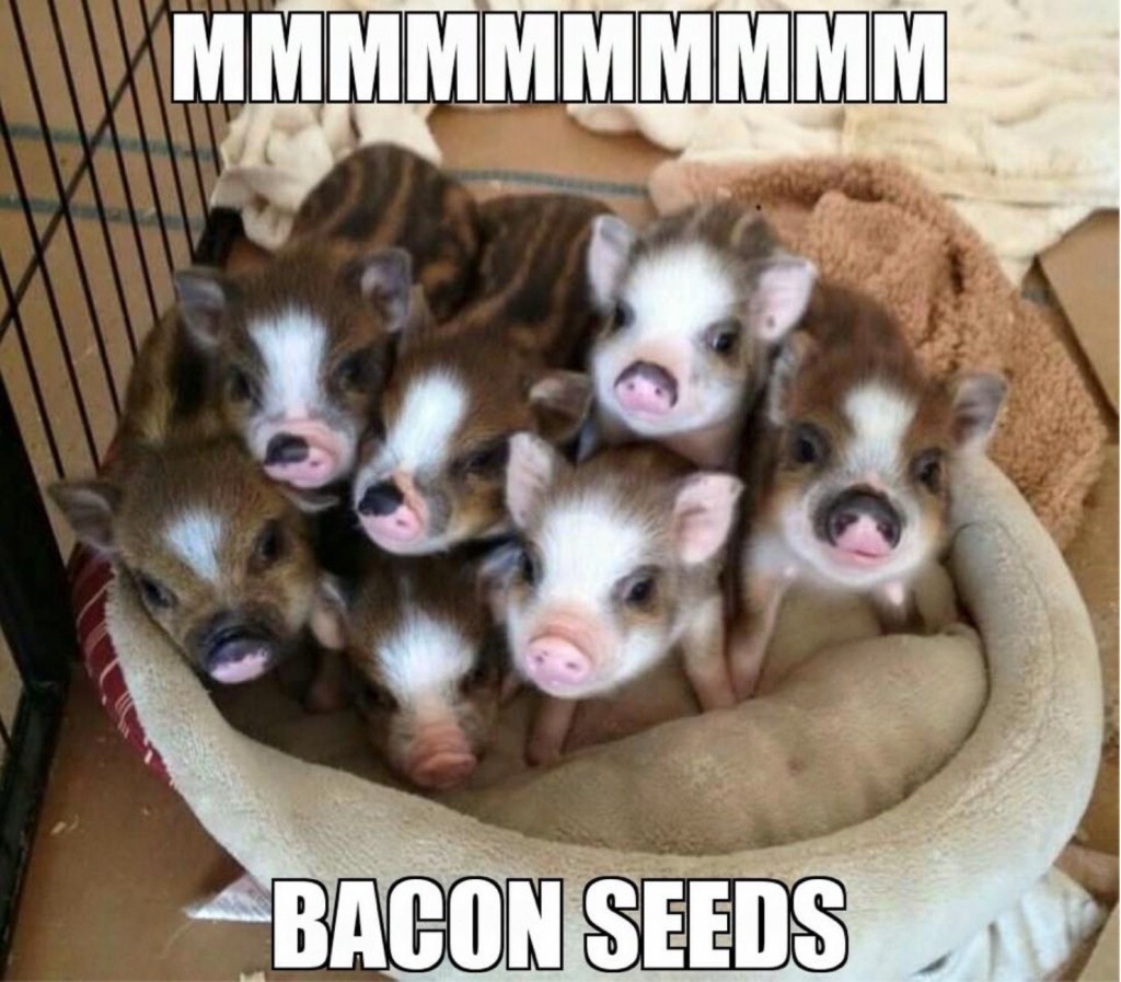 Bacon-Seeds-copy