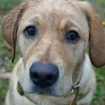 shutterstock_296706074-998x661